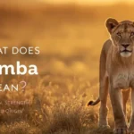 Simba meaning lion image