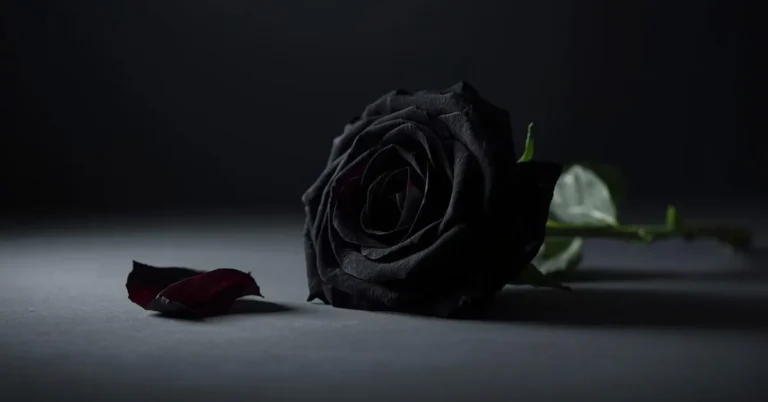 Black rose meaning concept