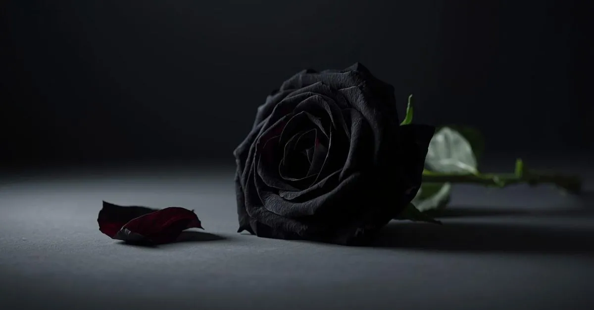 Black rose meaning concept